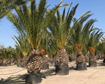 Phoenix canariensis 100/120 trunk